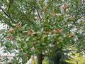 Crataegus Monogyna